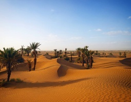 #desert #morocco #maroc #travel #sahara #africa #sand #sanddunes #dunes #oasis #palmtrees #landscape #sunshine #nature #trekking #trek #pentaxk30