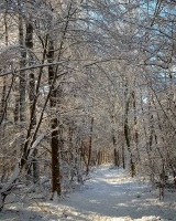 #fontainebleau #foretdefontainebleau #forest #nature #winter #snow #neige #motog5plus