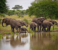 #tanzania #tanzanie #tarangirenationalpark #tarangire #wildlife #wildlifephotography #elephants #nature #travel #holidays #pentaxk30