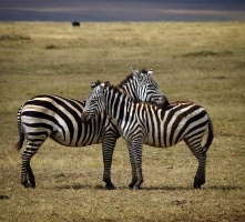 #tanzania #tanzanie #wildlife #zebra #nature #wildlifephotography #neverstopexploring #ngorongoro #ngorongorocraternationalpark #ngorongorocrater #travel #holidays #pentaxk30 #pentax