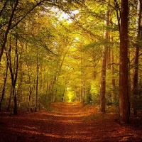 #break #nature #running #trail #fontainebleau #foretdefontainebleau #forest #autumn