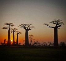 #madagascar #landscape #nature #baobab #baobabavenue #travel #neverstopexploring #holidays #pentaxk30